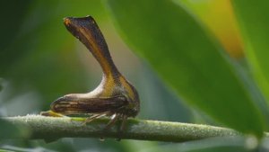 Как бодушка (горбатка) передает звуки в лесу