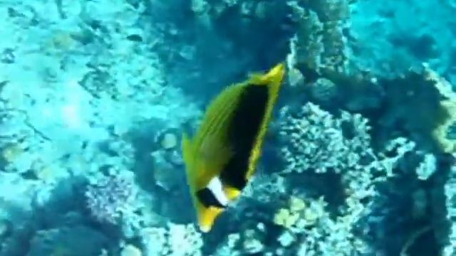 Snorkling Sharm November 2009 - Olympus mju 770SW R.I.P.