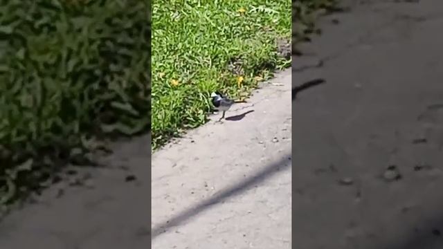 Красивая птичка #птица #белаятрясогузка