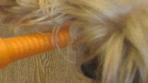 КОТЁНОК В ОПАСНОСТИ! СПАСЕНИЕ. Собака Ася спасает маленького котёнка.