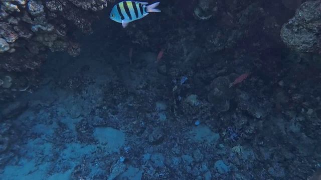 на нас напали рыбки смотреть онлайн