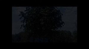 Павловния в Шабельском. Авторская песня.