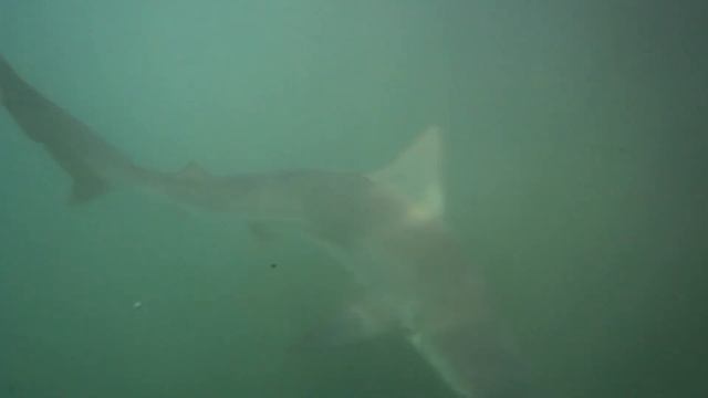 Sandbar Shark Chomp Hawaii смотреть онлайн
