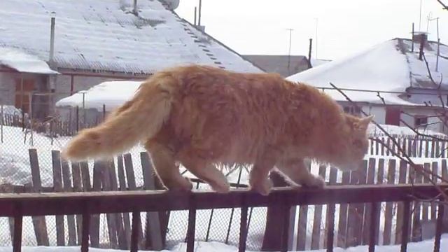 Малыш. Мишка. Аэлита. Серый. смотреть онлайн