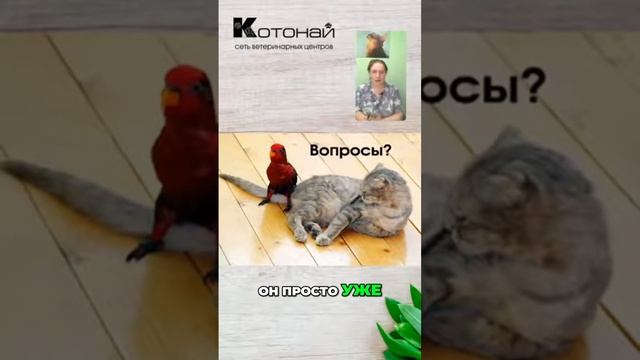 Как снизить стресс у попугаев перед визитом к ветеринару_