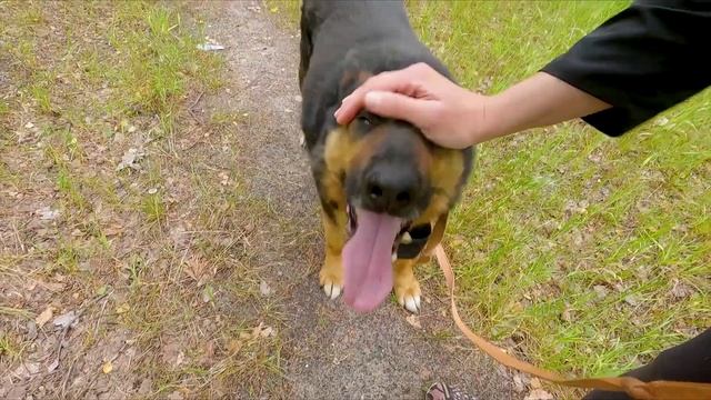 Знакомьтесь - это Арчи и Мухтар! смотреть онлайн