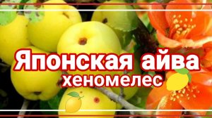 Айва японская, или хеномелес