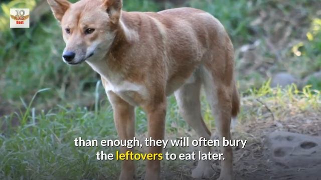 Top 30 Amazing Facts About Dingoes смотреть онлайн