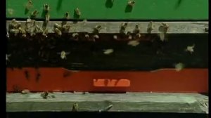 Ротационное разведение пчёл. Германия.