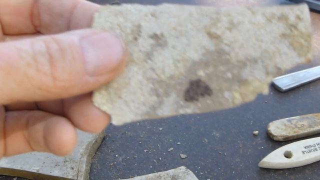 COOL Fossil Hunting Florissant Fossil Quarry find your own fossils