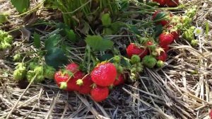 Сорт клубники Витязь