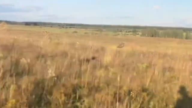 Соколиная охота