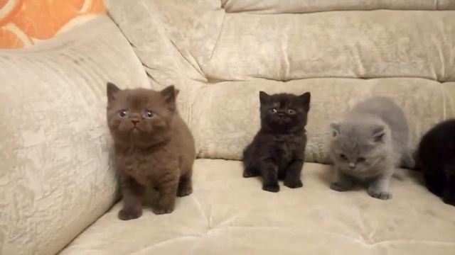 Британские котята Royal Candy Cats помет 19,08,2016 смотреть онлайн