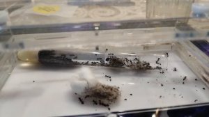 Первое очень интересное наблюдения за муравьями в формикарии