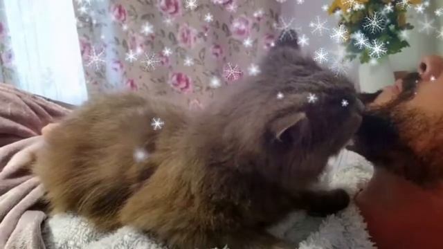 Кошка умывает хозяина, БОНЯ МЫЛА ПАПУ смотреть онлайн