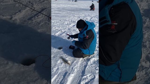 Внезапная Поклёвка Судака! Рыбалка на судака в марте на Обском водохранилище. #судакзимой #судак смотреть онлайн