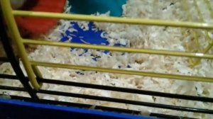 Хамяк Топик