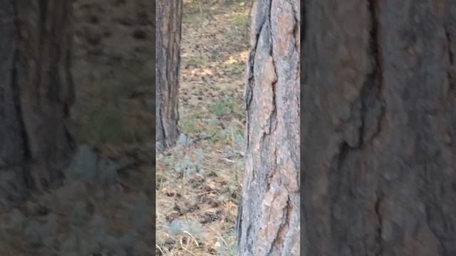 Белка в сосновом лесу Ульяновска. Верхняя терраса, парк 40 лет ВЛКСМ. смотреть онлайн