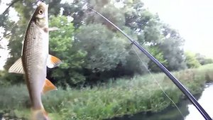 Спокойная рыбалка на боковой кивок на местной речке