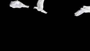 Голуби летящие футажи для видеомонтажа