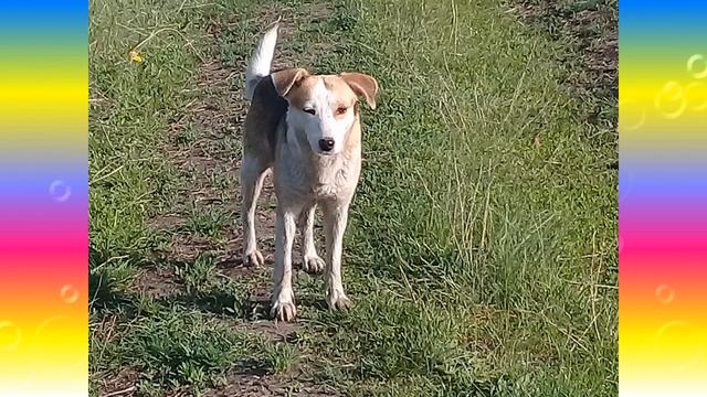 Собака - друг человека, Собачки, пусть у вас всё будет хорошо смотреть онлайн