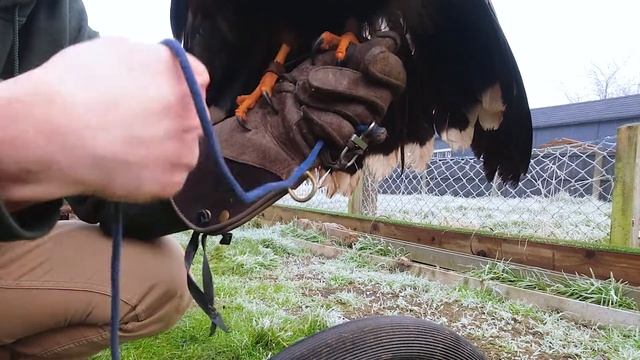 HOW TO HANDLE YOUR HAWK | How to walk with your hawk | How to pick up your hawk