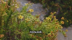 ЗВЕРОБОЙ. Целебный отвар и настой из зверобоя. Создано с участием искусственного интеллекта.