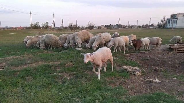 Выпас скота Коров Овец Куй бокиш Мол бокиш