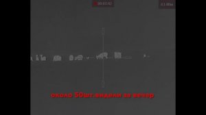 Две косули с подхода на лыжах. И потом несли на себе километр по полю🙈