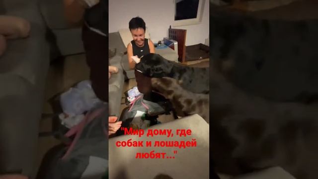Мир дому! подарки любят все!)😍🥰 смотреть онлайн