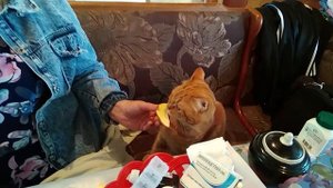 Собрали урожай дыни .Понравилось даже коту