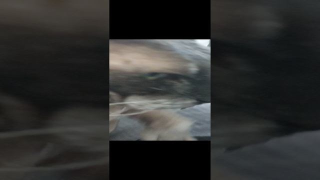 если ты не поставил лайк значит ты не любишь котиков😿😼