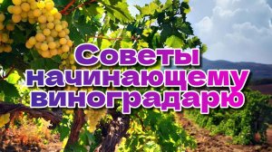 Полезные советы начинающему виноградарю