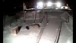 жесть!! Волк утащил собаку прямо с цепи