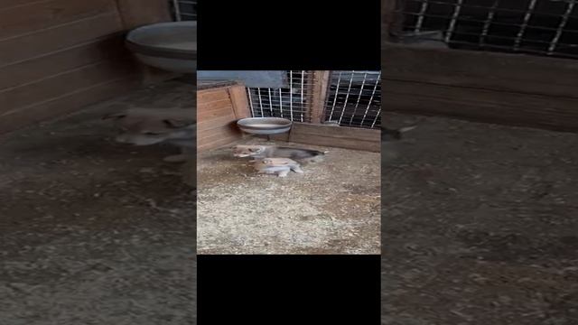 Новый помет