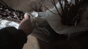 Подвои для плодовых. Черенки винограда. Хранение