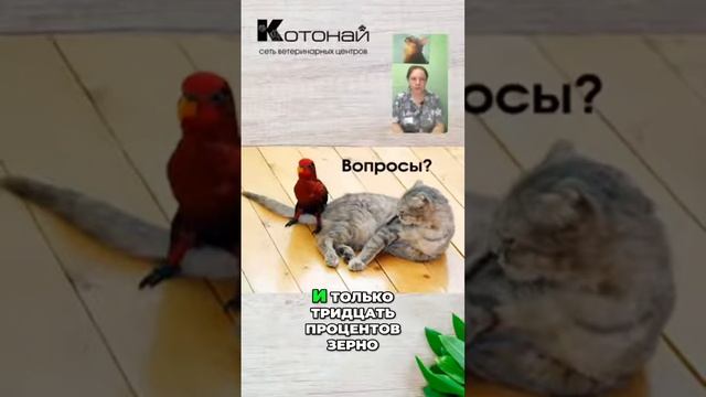 Лучший рацион для попугаев