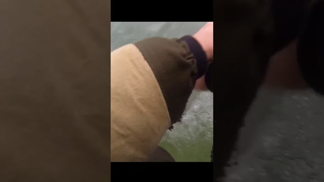 Вот это СЛОНЯРА! Трофейный СУДАК на 3400! Бердь 25.11.23 #судакнавибы #судакзимой #судак смотреть онлайн