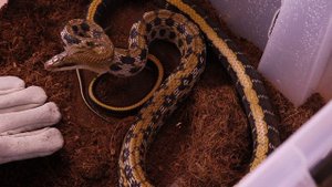 Тонкохвостый полоз