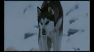 The more I learn about people the more I love dogs   Eight Below , music  Enigma  Mom