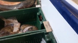 Крымская жизнь! С наступающим Новым Годом,дорогие товарищи!!!