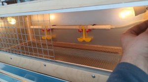 Брудер для цыплят, Уют 100