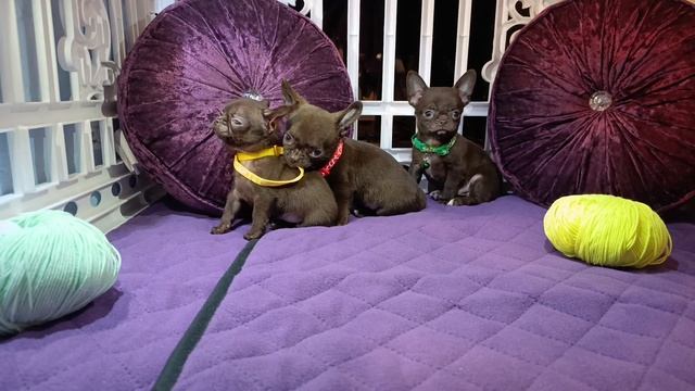 щенки чихуахуа смотреть онлайн