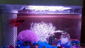 Обзор аквариума Xiaomi C180