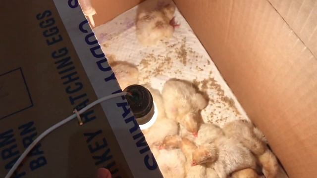 Брудер за 5 мин. Вывод индбшат Хайбрид Конвертер. смотреть онлайн