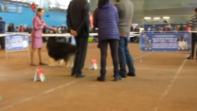 a 015 САСИВ Минск 2015-02-28 кобель ветеран 2 смотреть онлайн