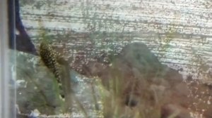 Аквариумная рыбка Анциструс: содержание, кормление, размножение.