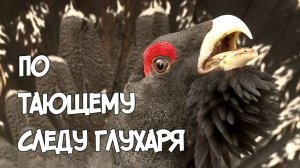 Записки Сибирского Натуралиста 5/8. По тающему следу глухаря