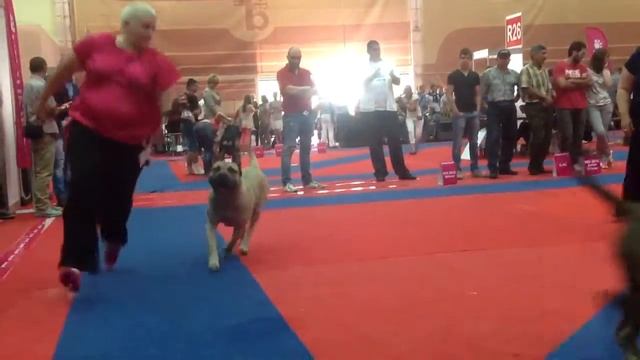 Канарский дог Чемпионат Европы 2012 r.CACIB смотреть онлайн