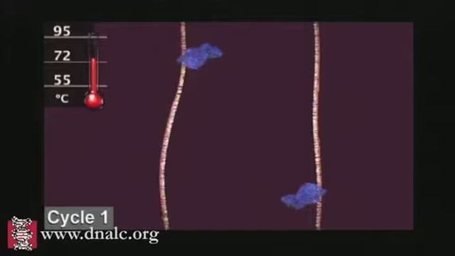Polymerase Chain Reaction (PCR) смотреть онлайн